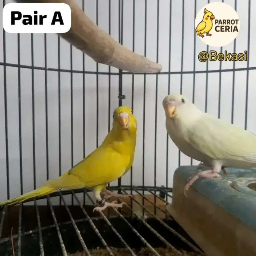 Parkit Mutasi Jodohan