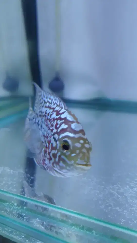 Louhan lohan Kamfa F2 ori Thailand Female