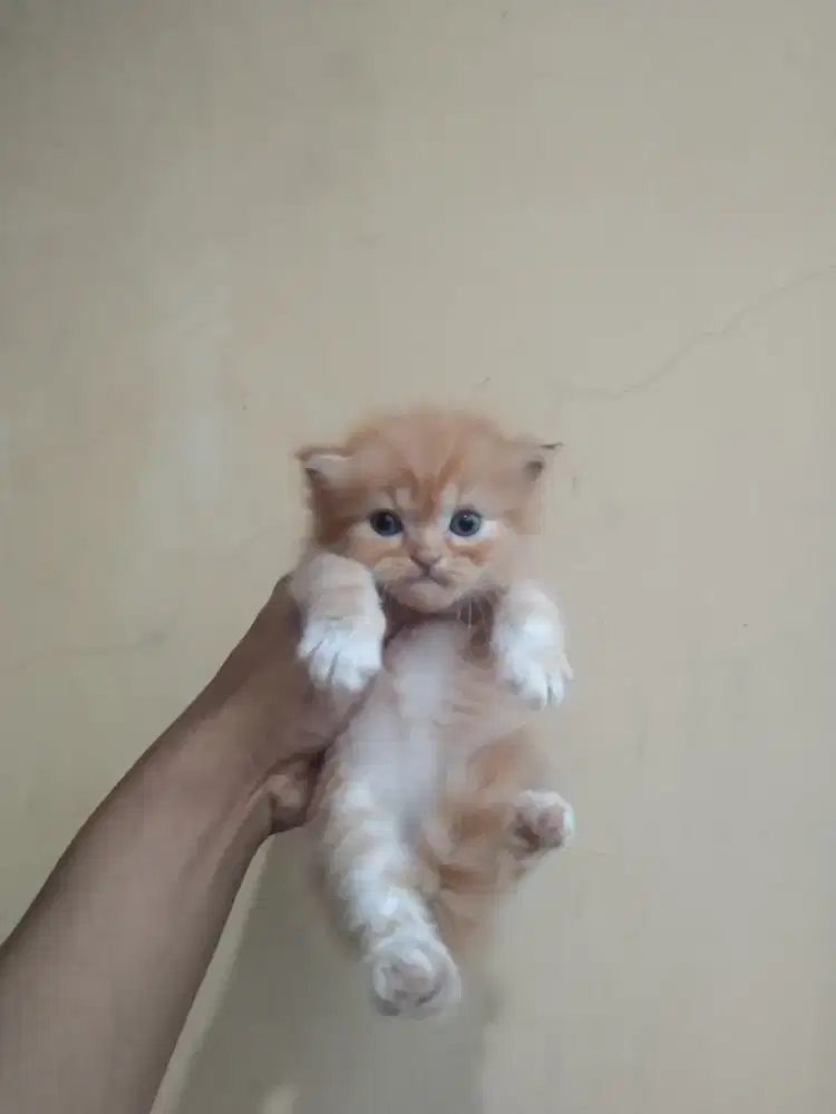 Persia betina orange 1,5 bulan sudah mandiri