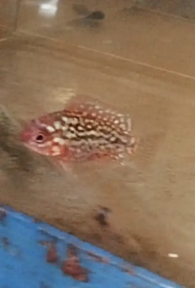 Louhan burayak kamfa f2