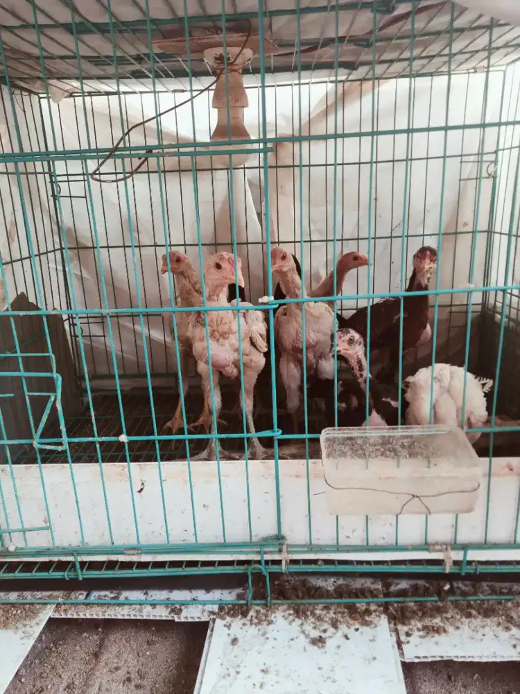 Anak Ayam umur 2 bulan+