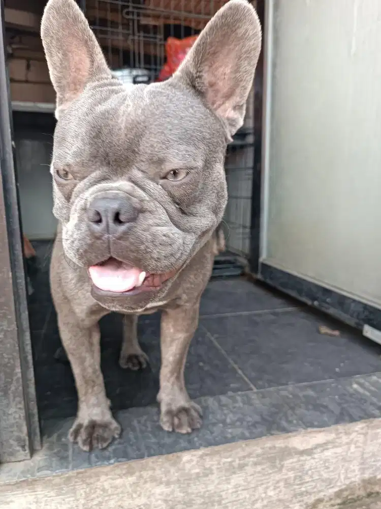 French Bulldog (Pure Breed)