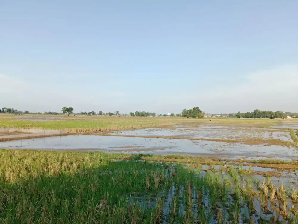 Tanah Kawasan Bojong Teluk Jambe Karawang Luas 11.210 m² Rp 400 Rb/Meter