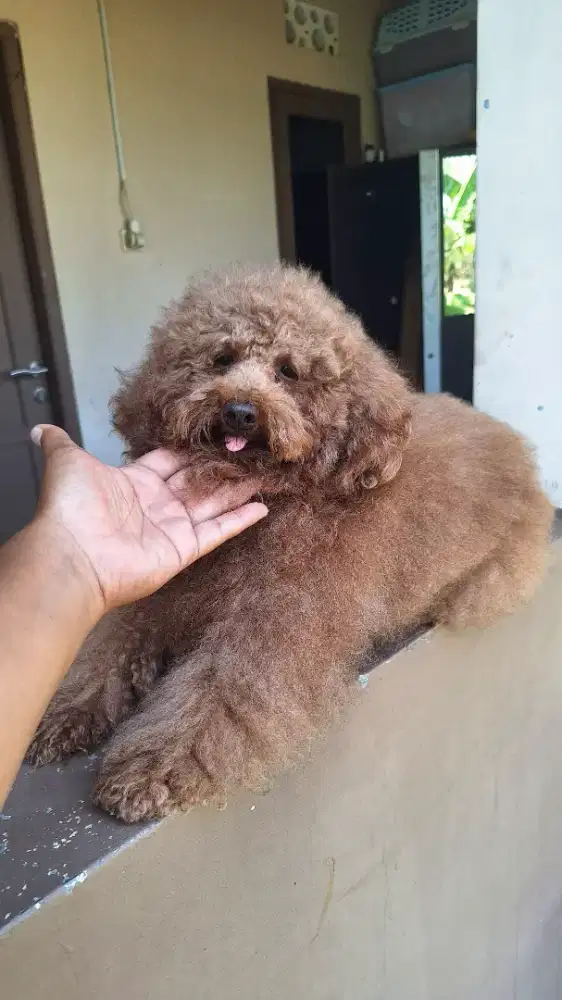 Ree Toy Poodle Jantan