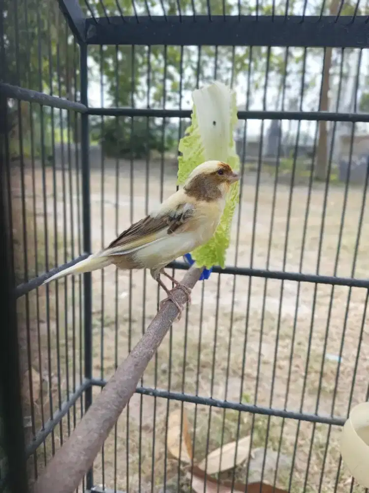 Burung Paud Kenari