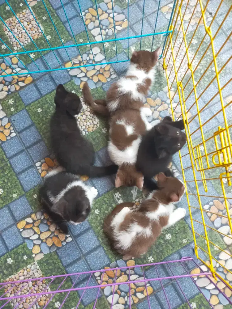 Kucing bsh cinnamon British shorthair borongan induk dan anaknya