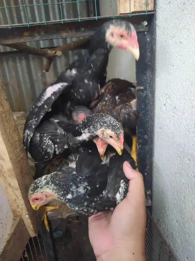 Ayam bangkok clasic (  anakan)
