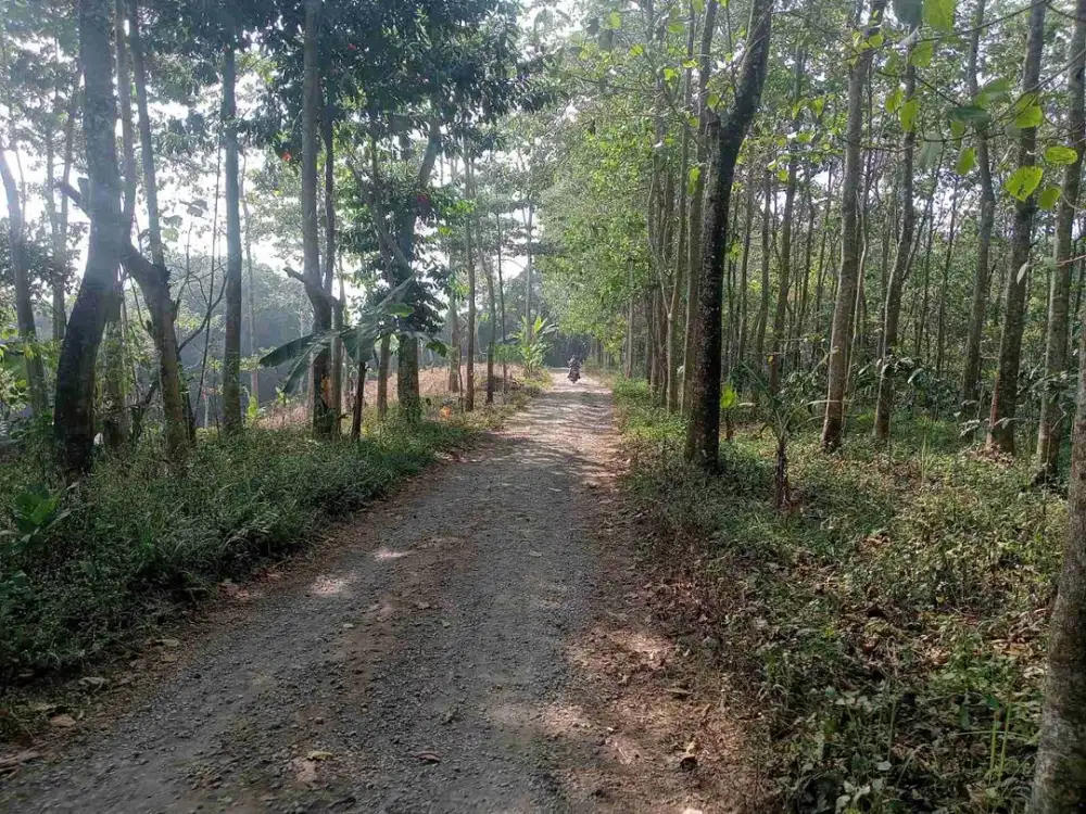 Tanah kebun murah Lokasi Pamulihan sumedang