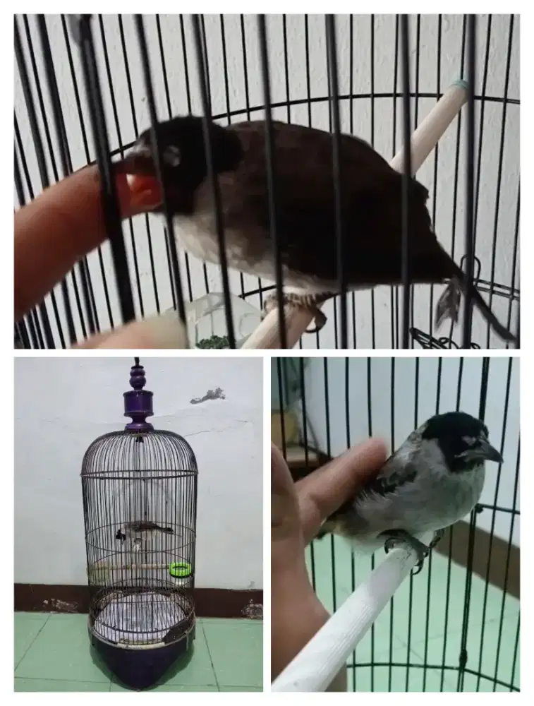 Kutilang jinak+ kandangnya