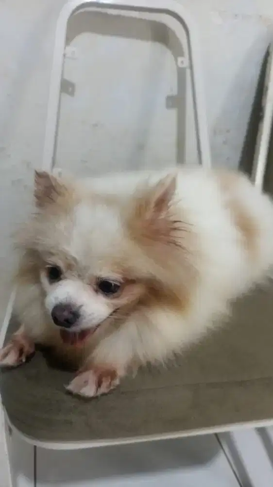 Minipom betina sehat