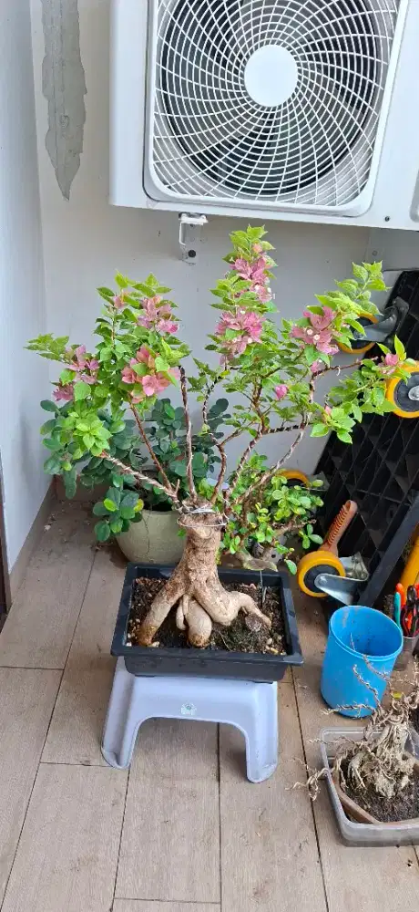 Bonsai Bugenvile
