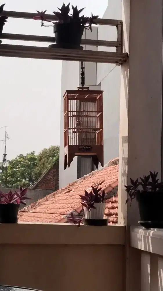 Di jual burung pernjek atas + kandang