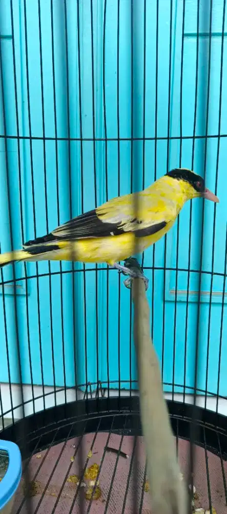 Burung kepodang
