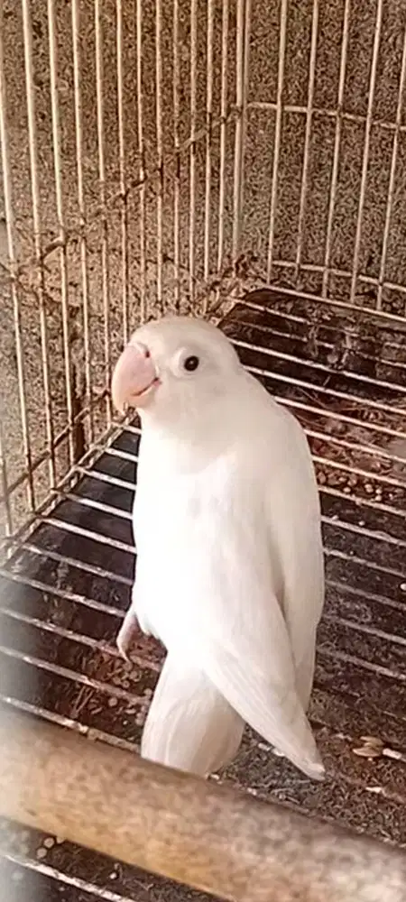 Lovebird albino dewasa MH