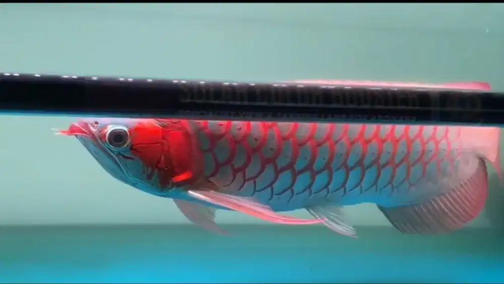 Arwana Super Red Size 53cm