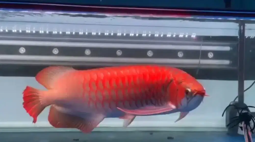 Arwana Super Red Size 52cm