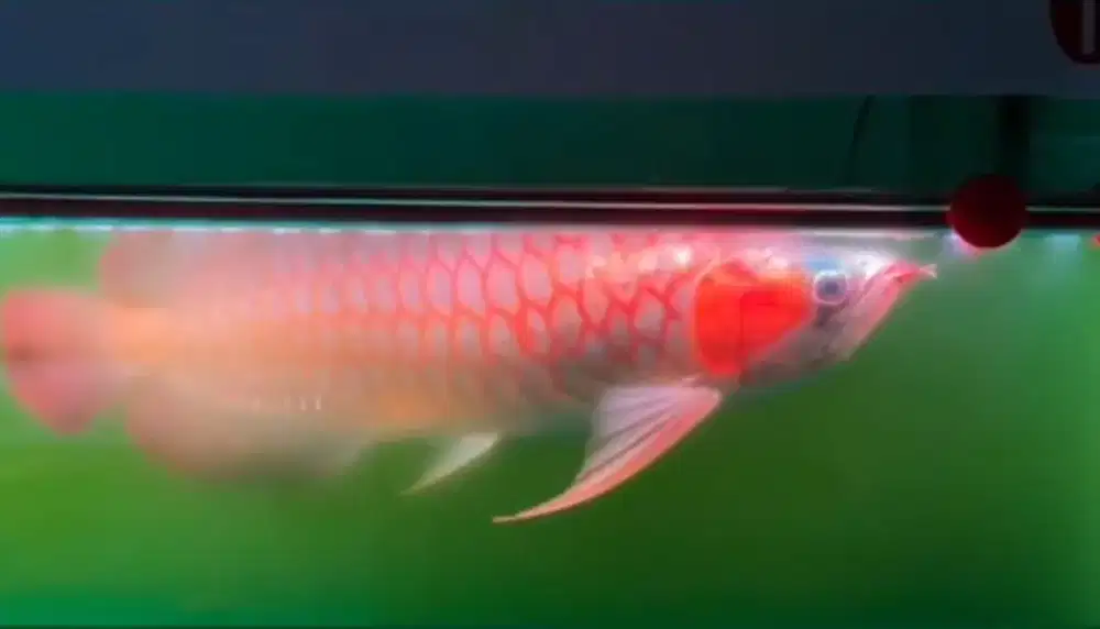 Arwana Super Red Size 52cm