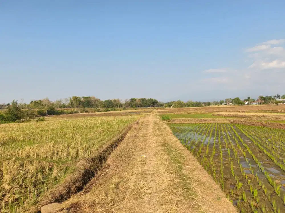 Tanah Subur 4150m² Kedawung, Sragen