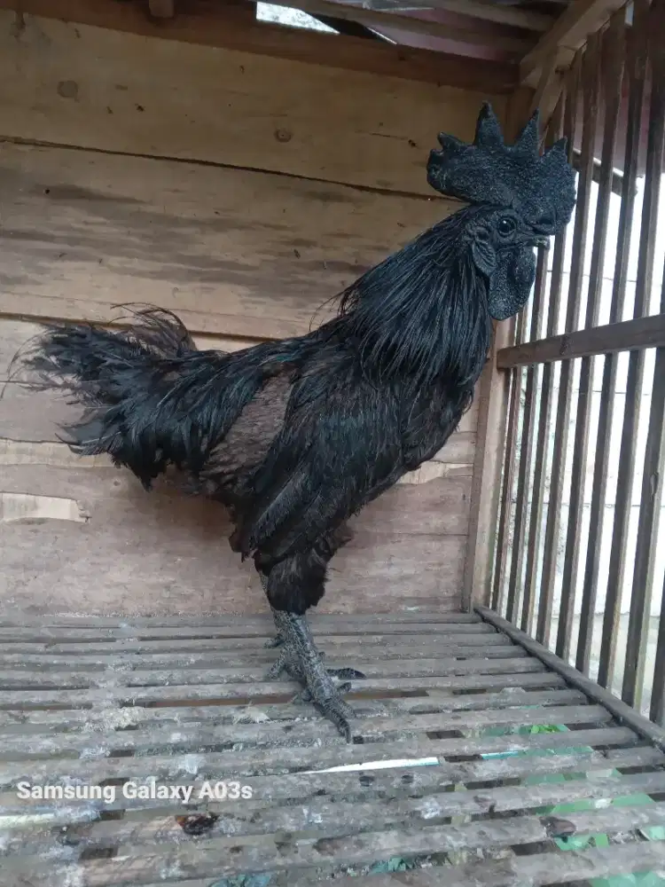 Ayam Cemani Lidah abu
