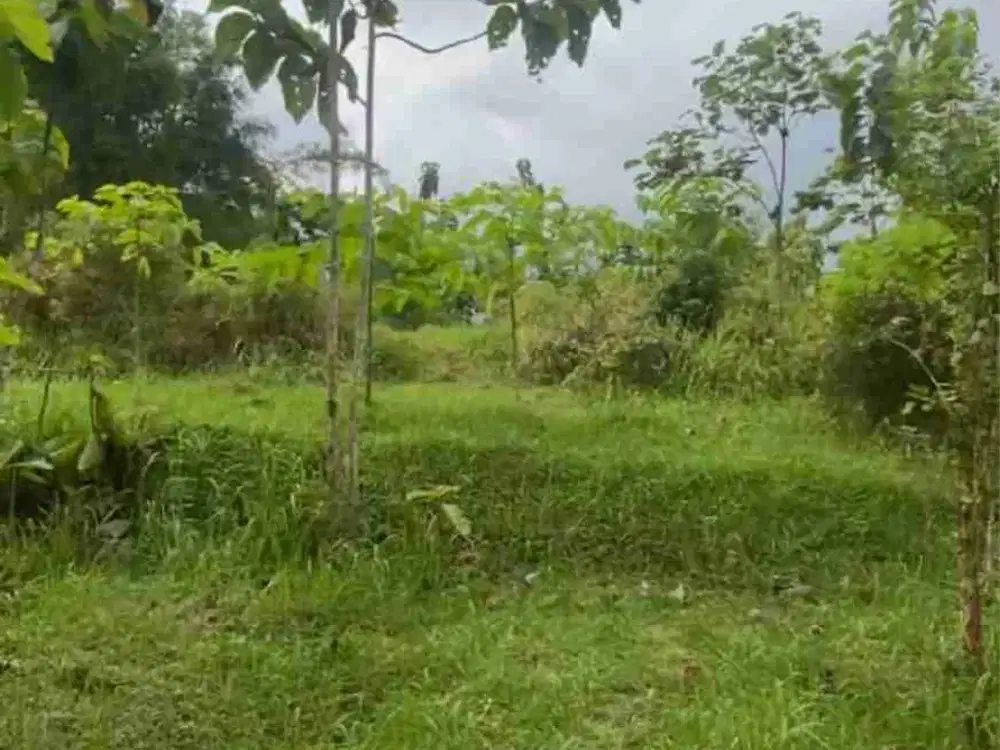 Investasi Tanah Luas 5950 Salaman Magelang