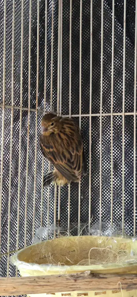 burung kenari af paud baru umur 3 minggu