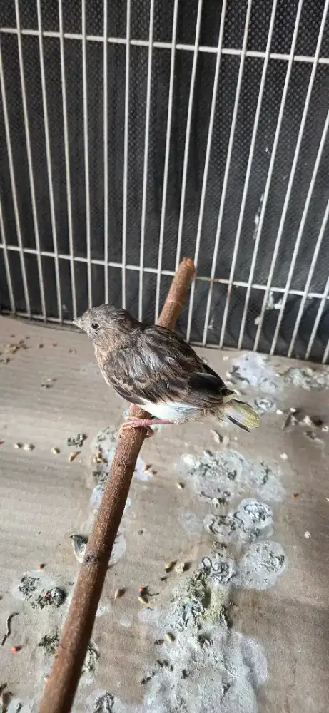 burung kenari paud baru umur 3 minggu big body size