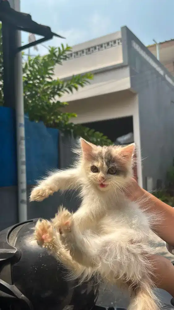 Kucing Anggora Medium