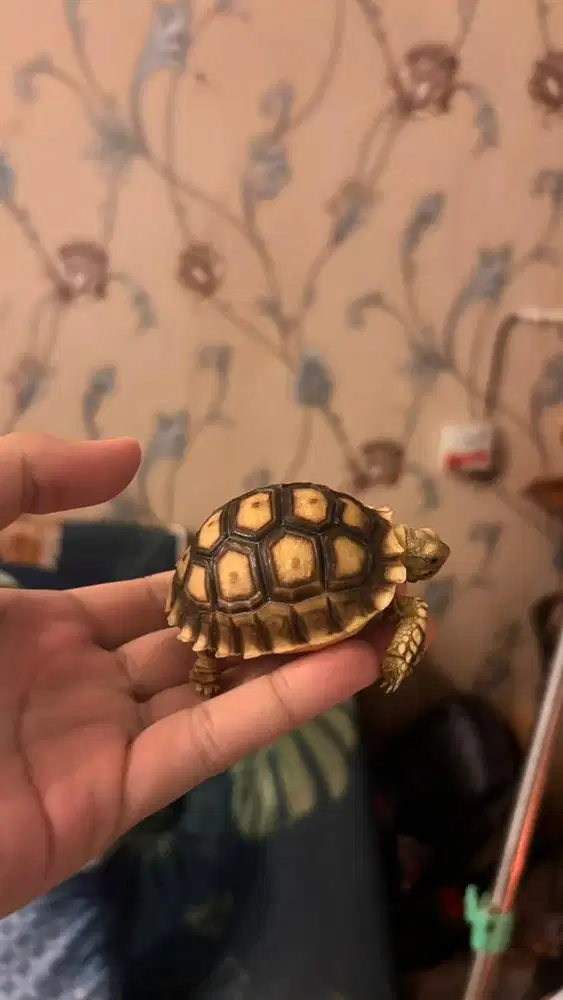 Sulcata ukuran 6cm sehat mulus