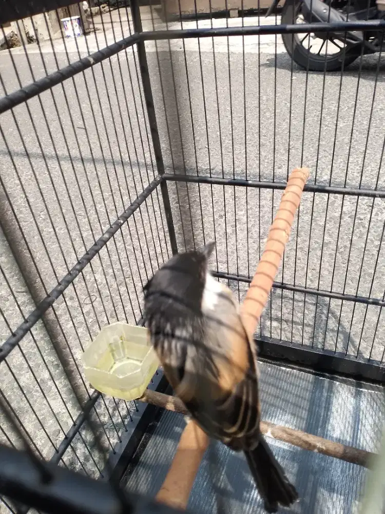 Burung pentet fullset rajin bunyi kandang ebod
