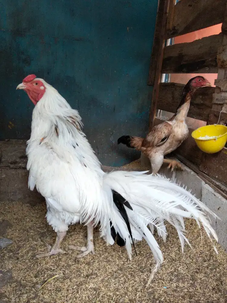 Ayam Bangkok trah birma dan pluker,jago dan biangan
