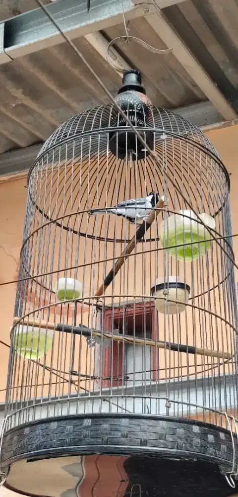 Gelatik wingko gacor