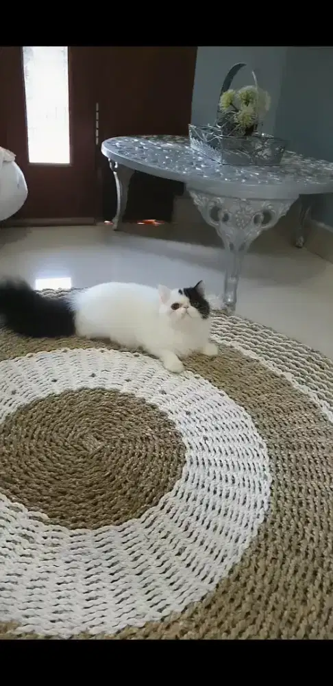 Kucing Persia peaknose