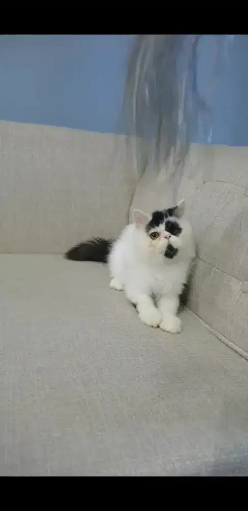 Kucing persia peaknose