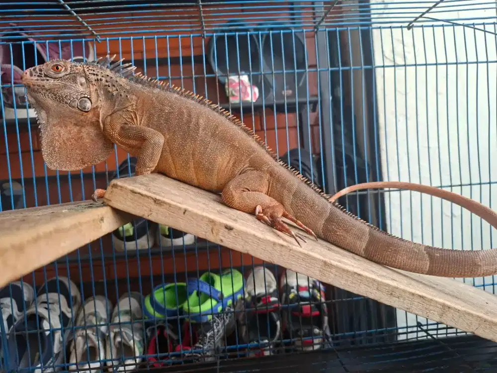 Iguana Red 70CM (Ciledug, Tangerang)