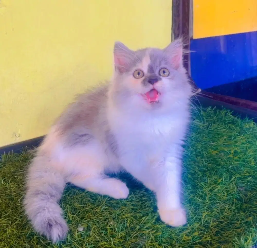 Kucing ras persia calico betina 3 bln