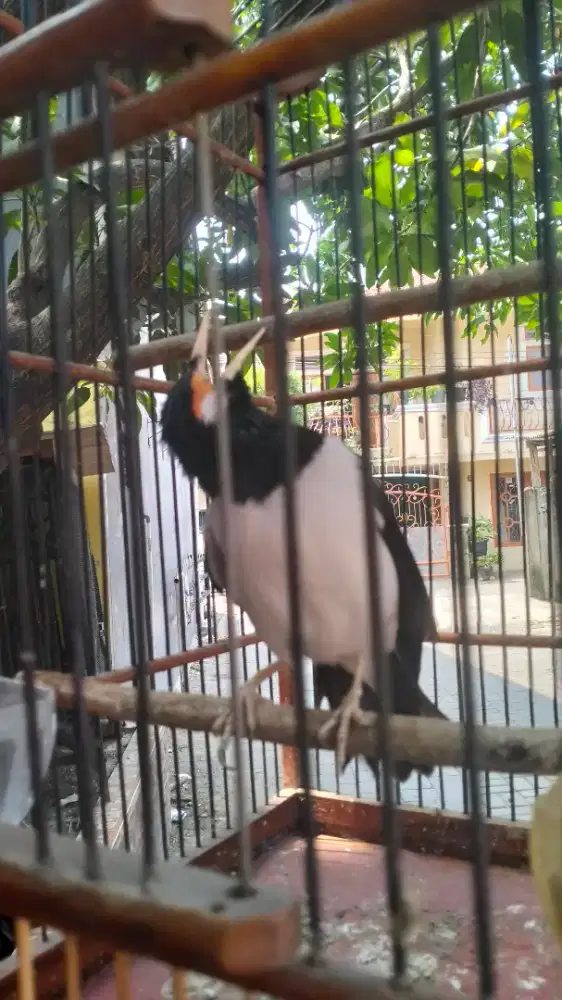 Jalak Suren Jossss