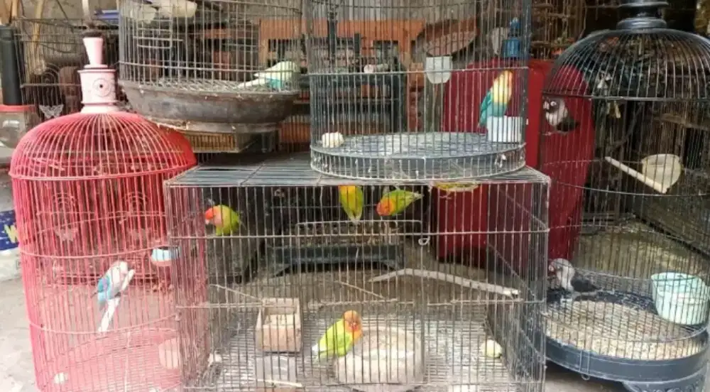 Burung lovebird berbagai warna