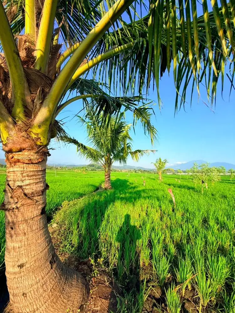 Dijual Sawah murah