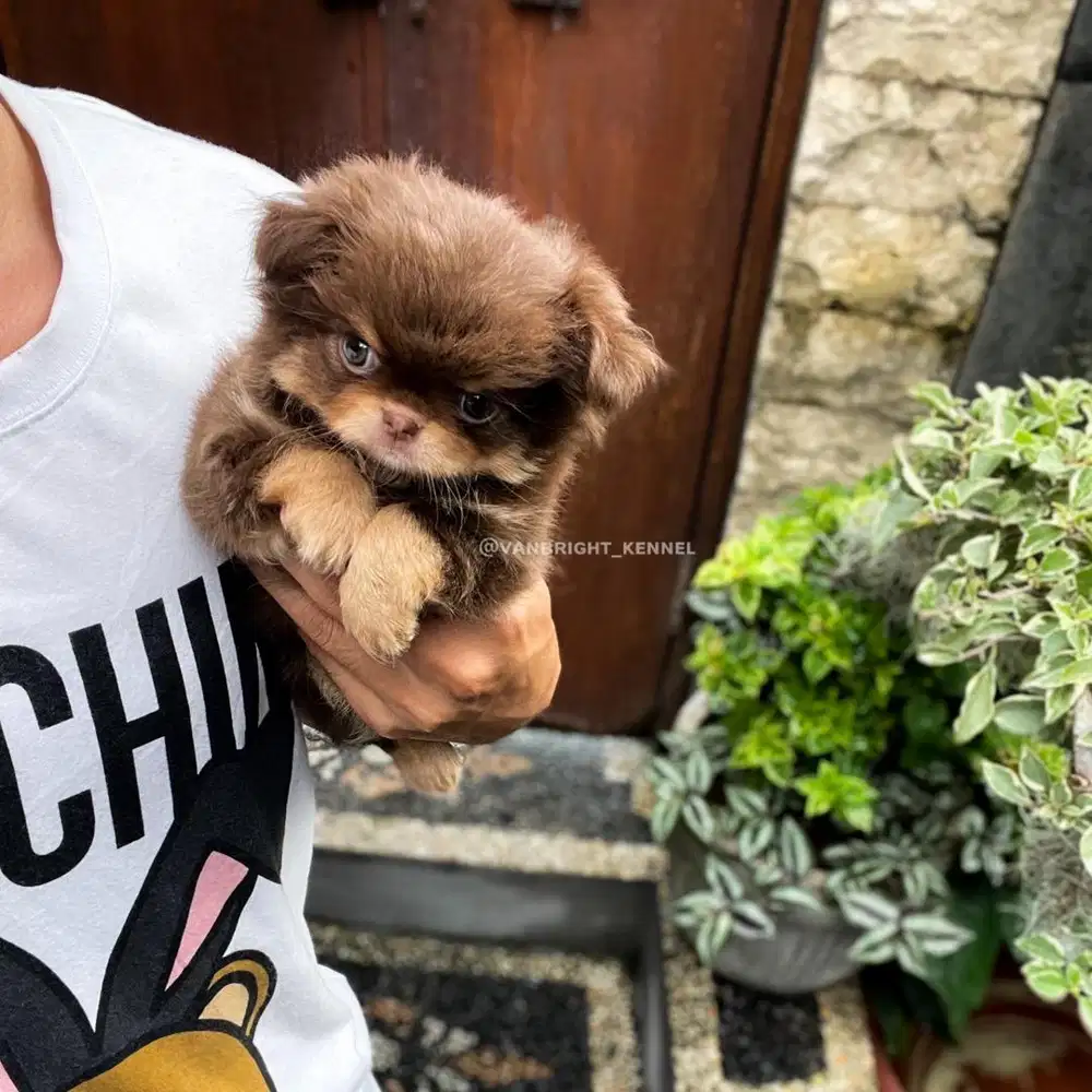 Chihuahua Long Hair