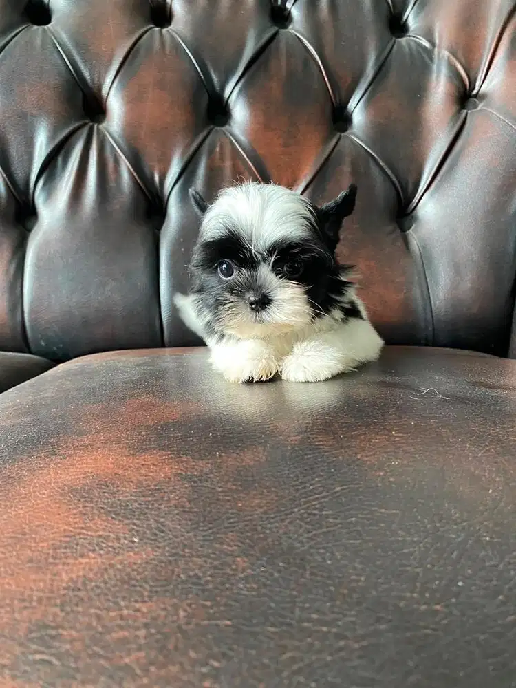 anak anjing shihtzu mix yorkie