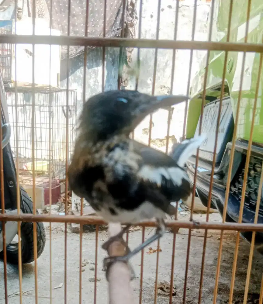 Kacer trotol kalimantan jantan