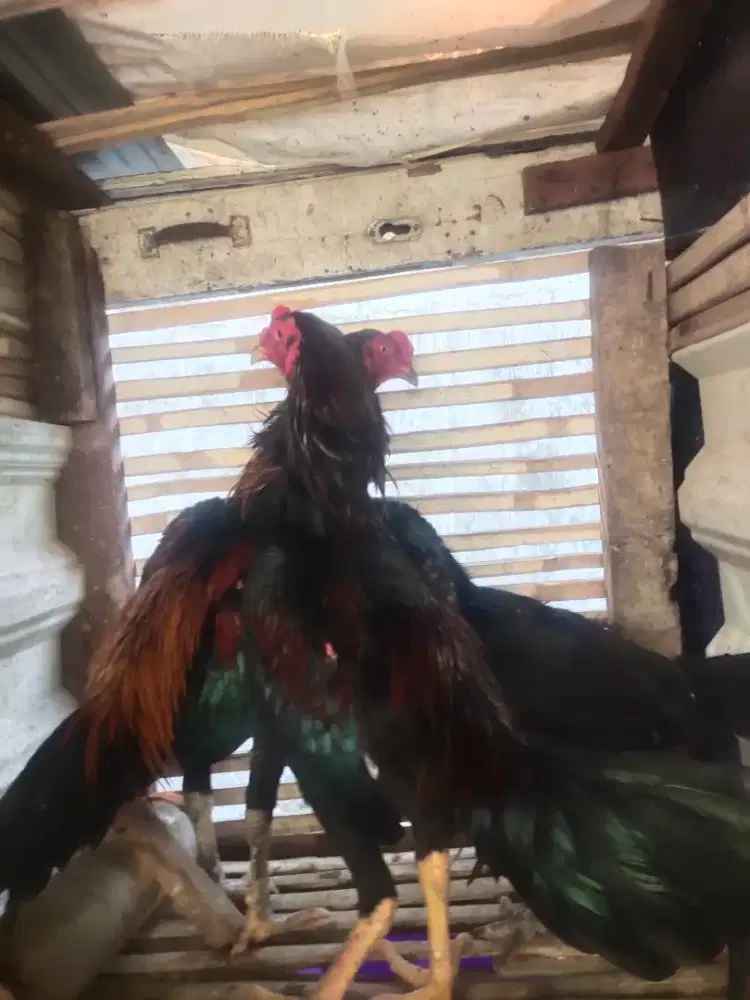 ayam bangkok silakan pilih ditempat