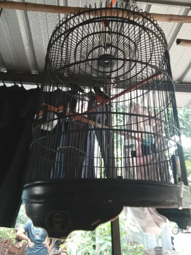 Jual burung murai batu dh jos jadi