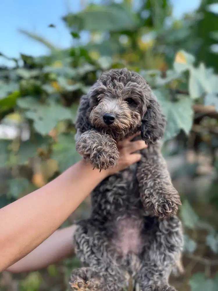 Silver Toy Poodle