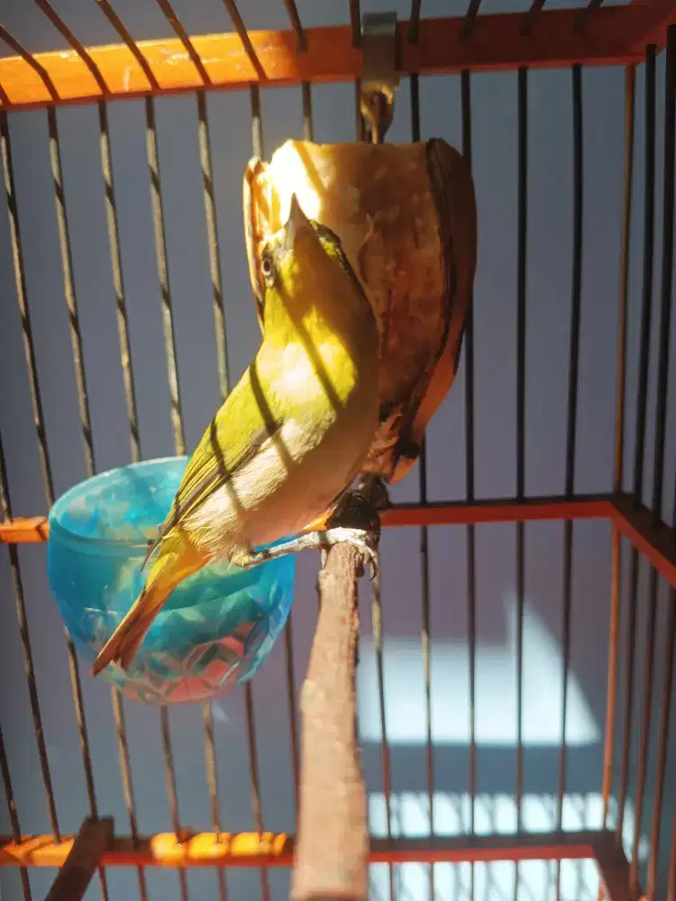Pleci mata putih monty lokal kelud