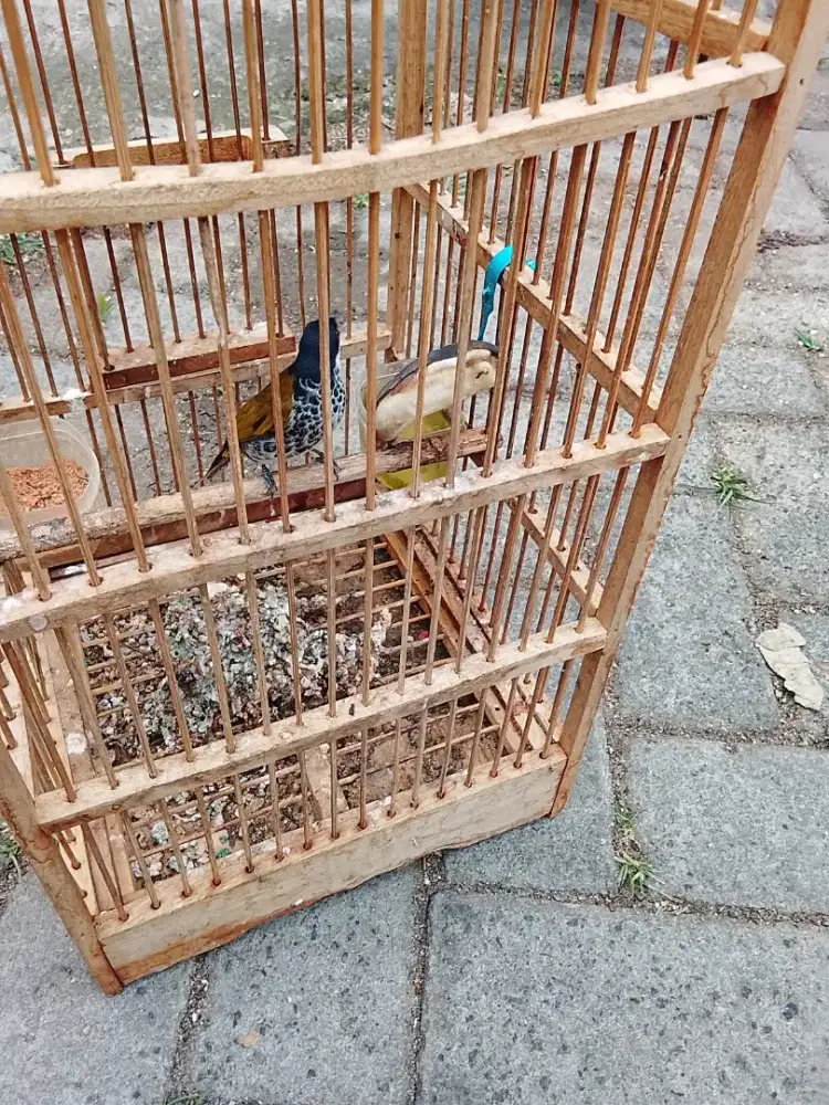 Jual burung kutilang batik