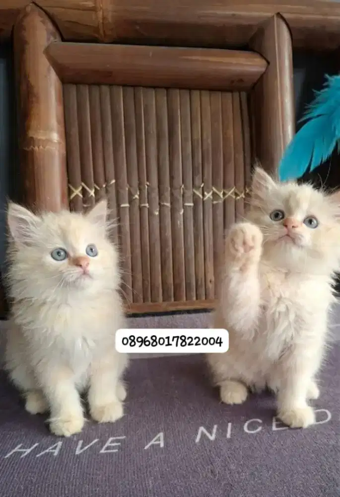Kucing persa /kitten persia betina /kucing  persia betina