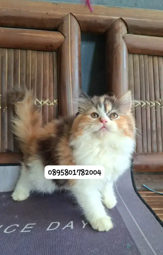 Anak kucing anggora/kitten persial  betina/kucing  persia  jantan