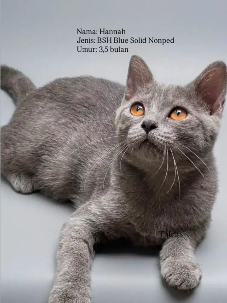 BSH Blue & Bicolor