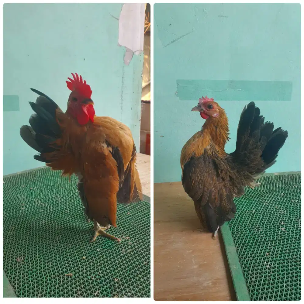 Sepasang ayam serama siap produk
